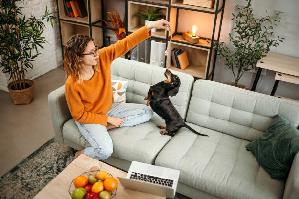 How To Make Your Apartment Welcoming For People And Pets